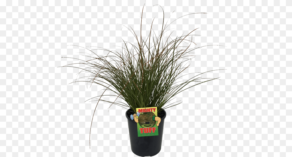 Grass, Jar, Plant, Planter, Potted Plant Png