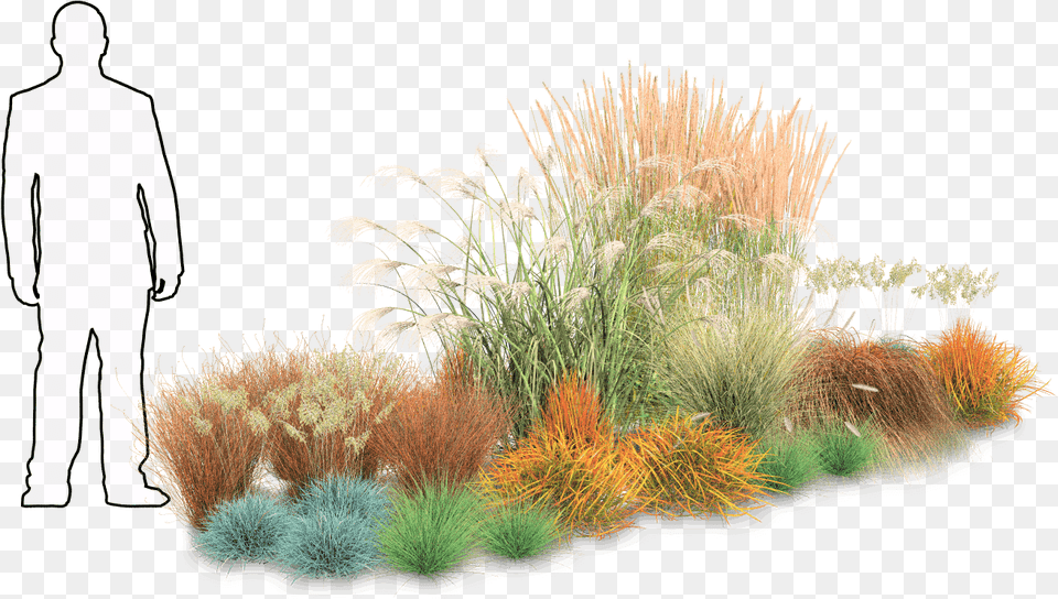 Grass, Plant, Reed, Vegetation, Adult Png