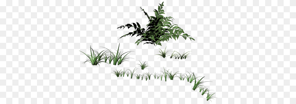 Grass Fern, Green, Plant, Potted Plant Free Png