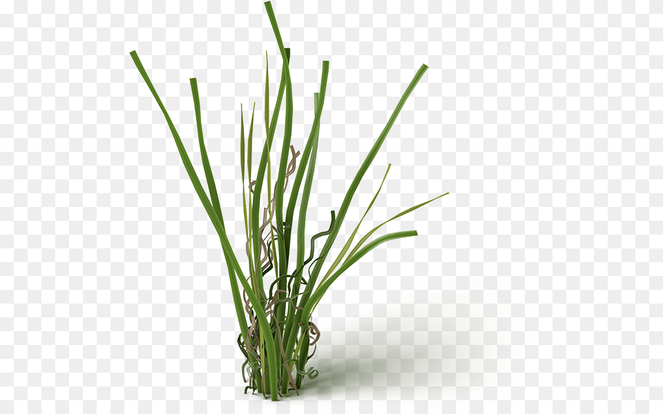 Grass, Plant, Food, Produce Png Image