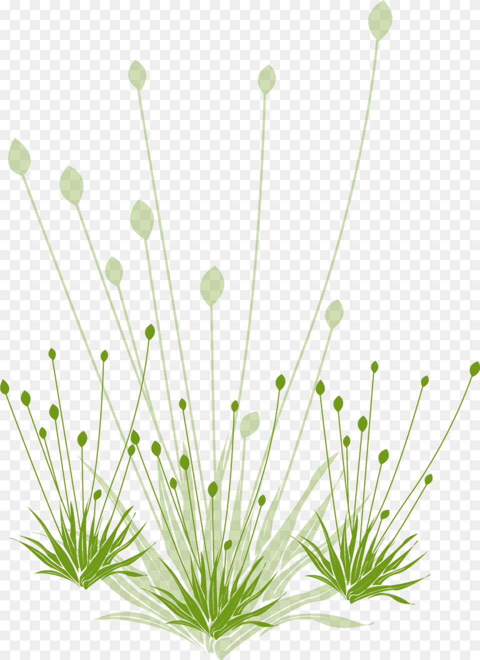 Grass, Anther, Flower, Moss, Plant Png