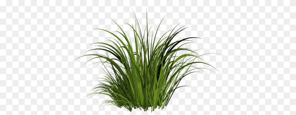 Grass, Green, Plant, Vegetation, Potted Plant Free Transparent Png