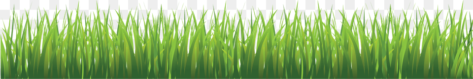 Grass, Green, Plant, Vegetation, Lawn Png Image