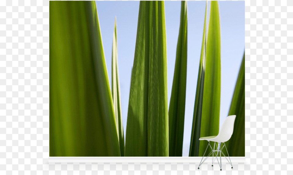 Grass, Plant, Chair, Furniture, Leaf Free Png