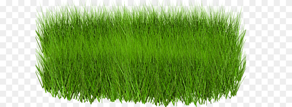 Grass, Lawn, Plant, Vegetation Free Png Download