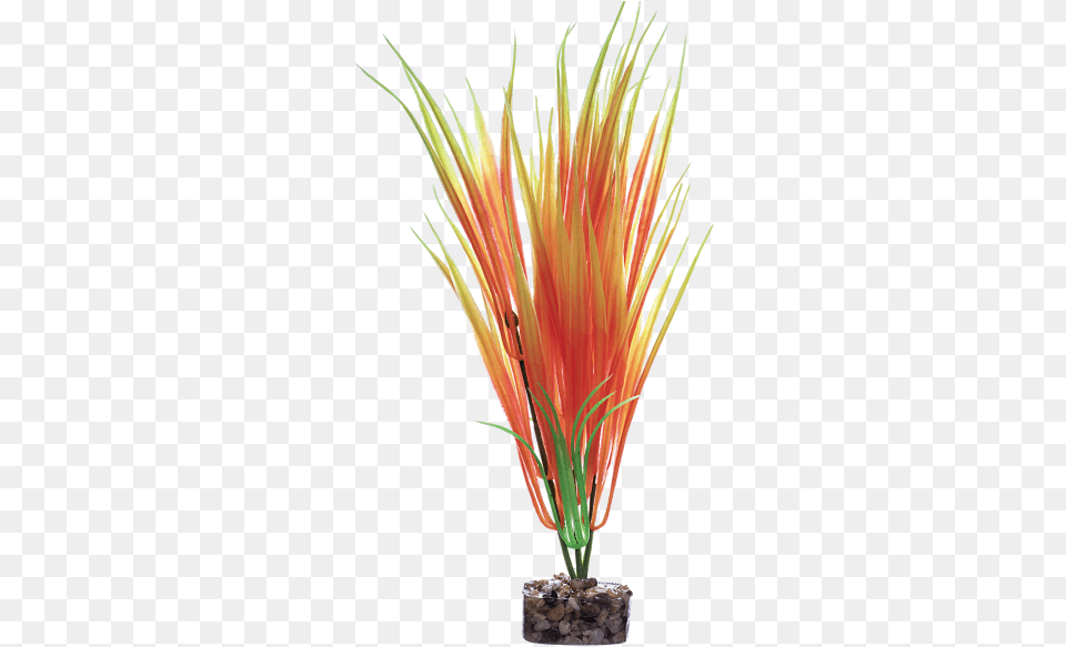 Grass, Flower, Flower Arrangement, Plant, Ikebana Free Png Download