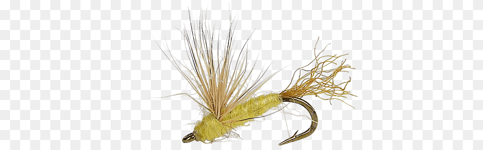 Grass, Flower, Plant Png Image