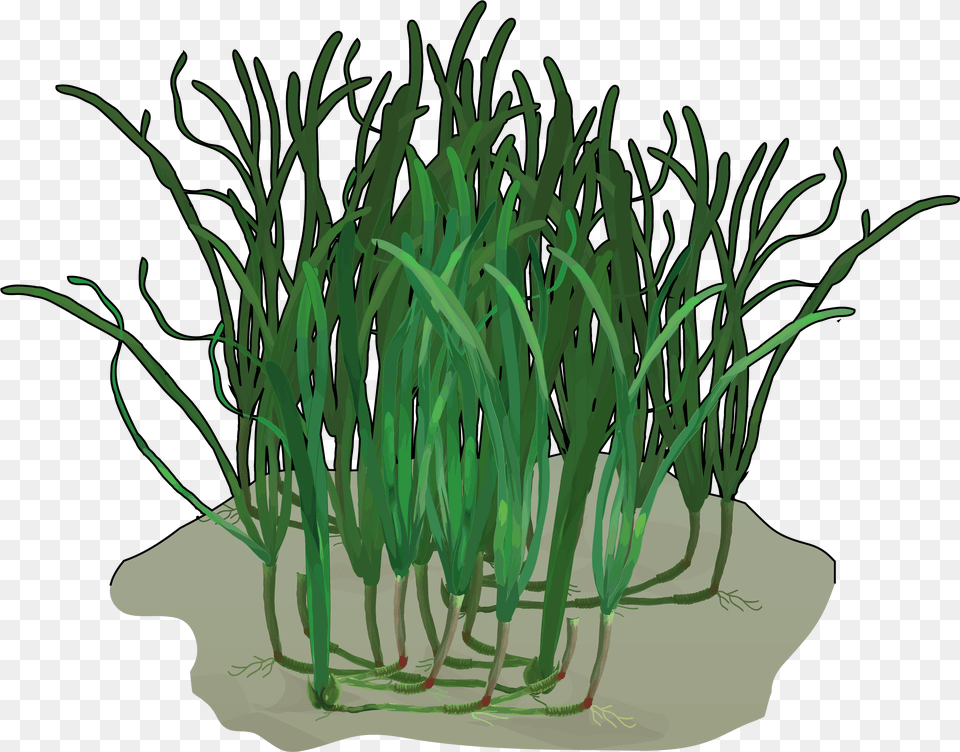 Grass, Plant, Food, Produce Free Transparent Png