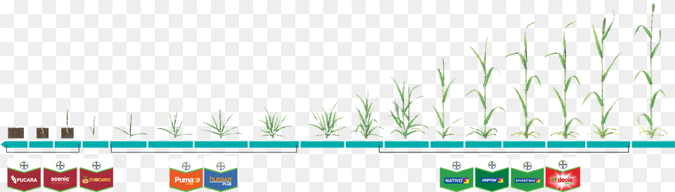Grass, Plant Png