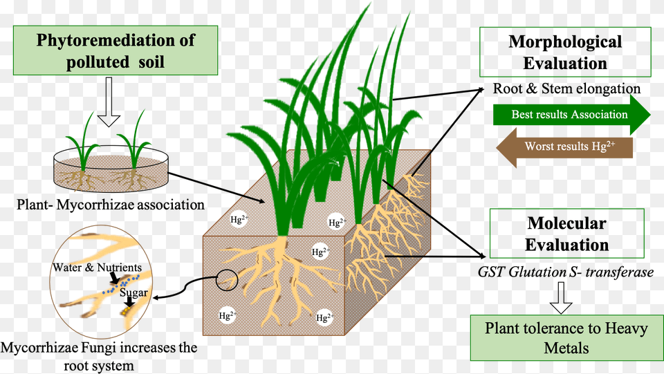 Grass, Plant, Potted Plant, Jar, Planter Free Png Download