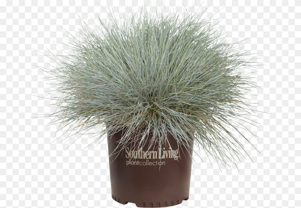 Grass, Plant, Vegetation, Flower Png Image