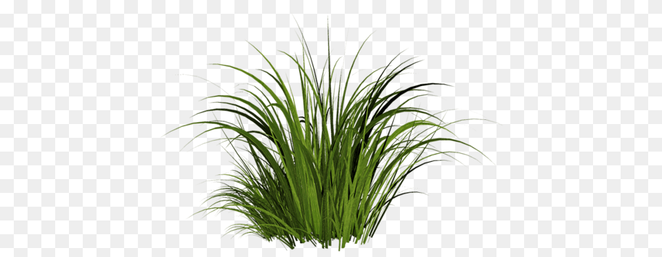 Grass, Plant, Vegetation, Aquatic, Water Png Image