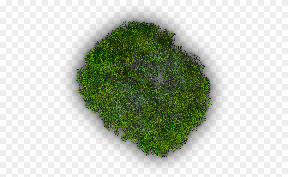 Grass, Moss, Plant, Vegetation, Green Free Png Download