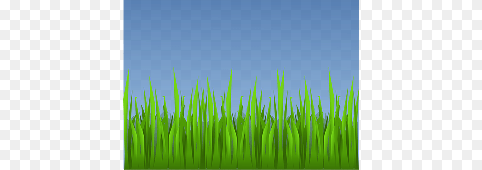 Grass Green, Lawn, Plant, Vegetation Free Png Download