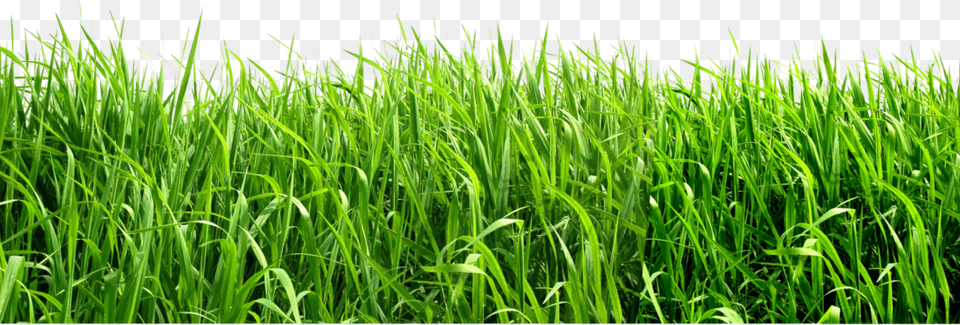 Grass, Plant, Vegetation, Lawn, Field Png Image