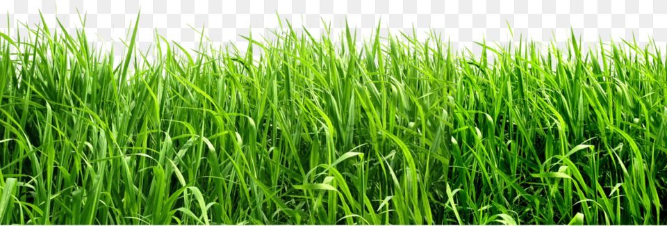 Grass, Plant, Vegetation, Field, Lawn Png