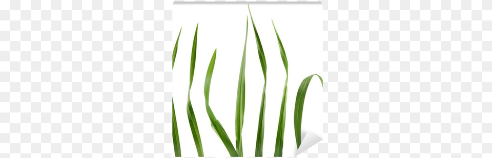 Grass, Leaf, Plant Png