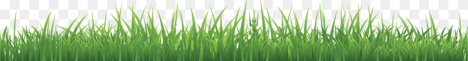 Grass, Green, Lawn, Plant, Vegetation Free Png