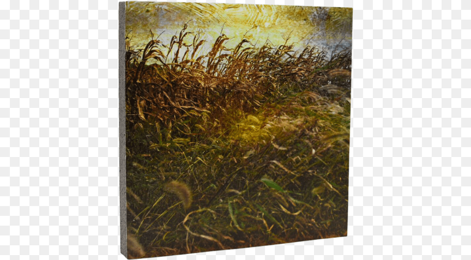 Grass, Plant, Reed, Vegetation, Art Free Transparent Png
