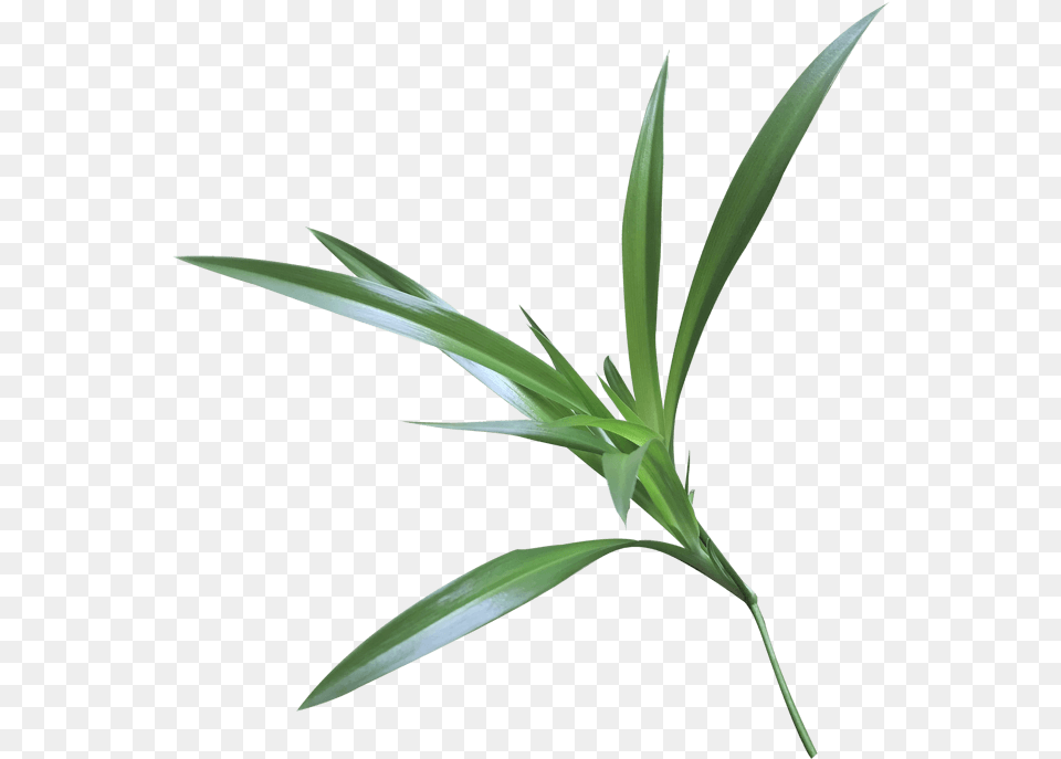 Grass, Leaf, Plant Png