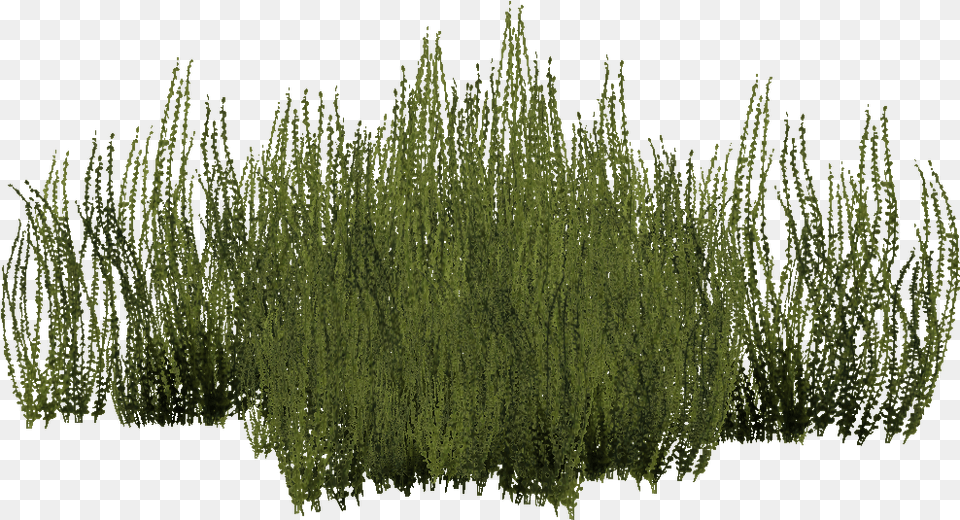Grass, Plant, Tree, Vegetation, Herbal Png Image