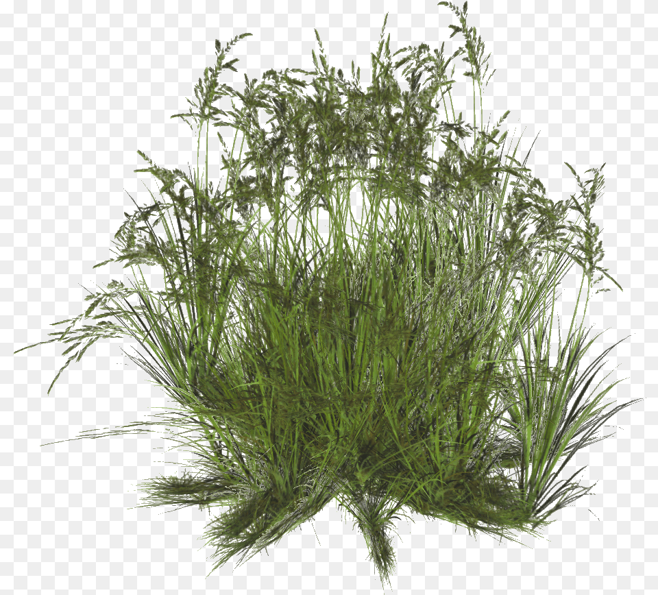 Grass, Moss, Plant, Vegetation, Food Png Image
