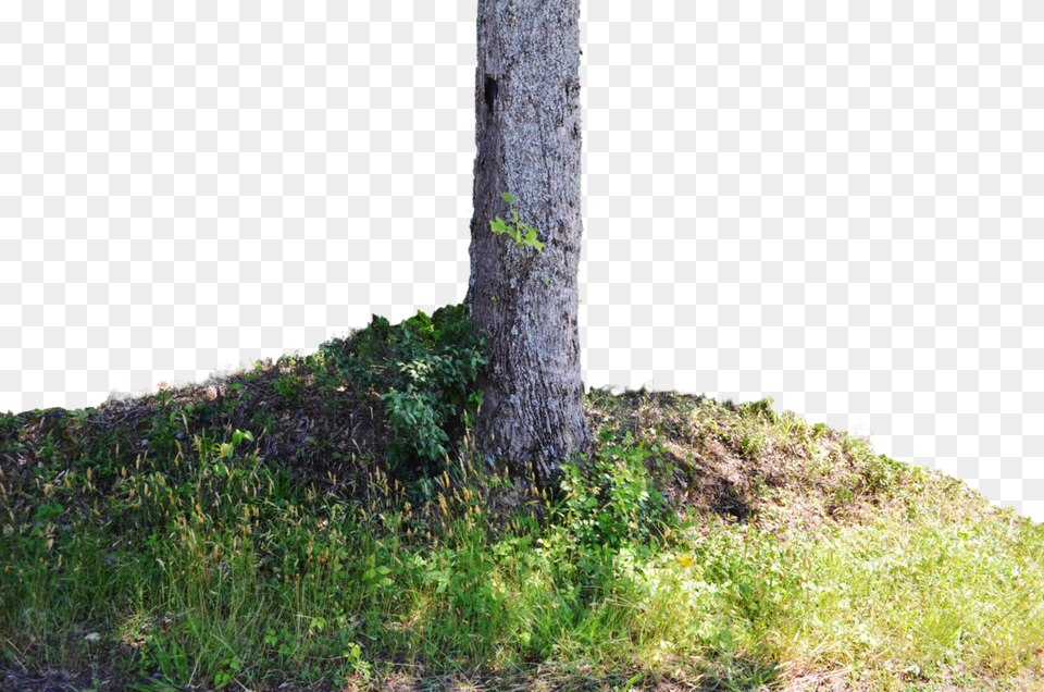 Grass, Field, Tree Trunk, Tree, Plant Free Png