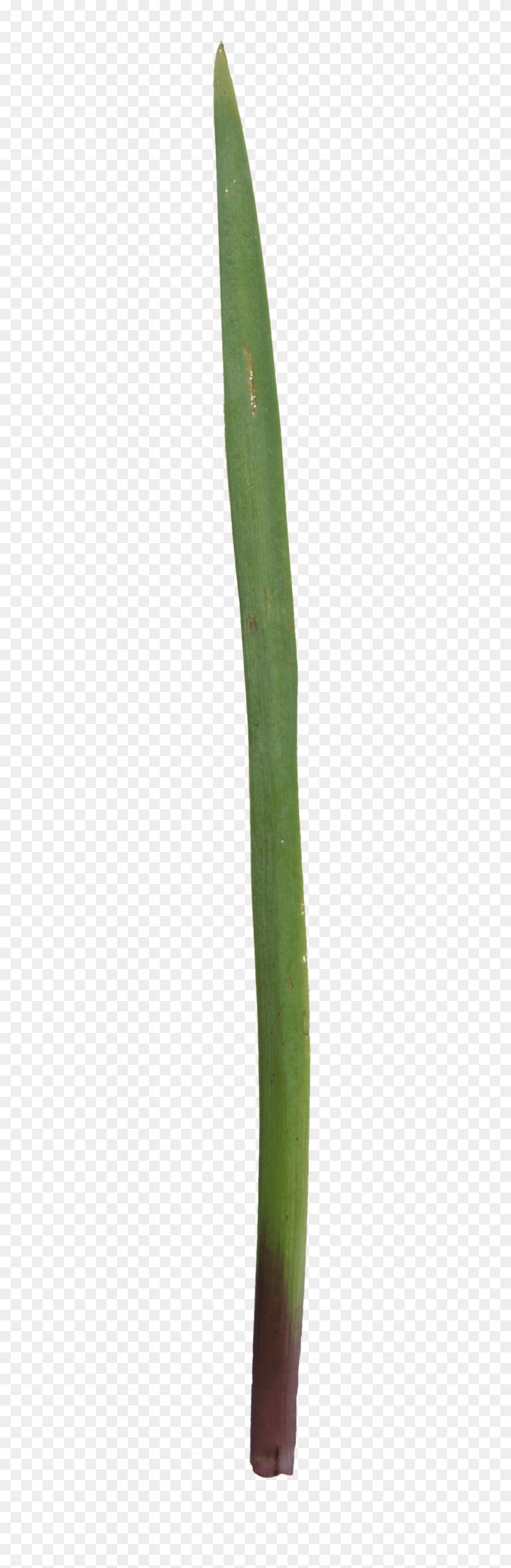 Grass, Food, Produce Free Png