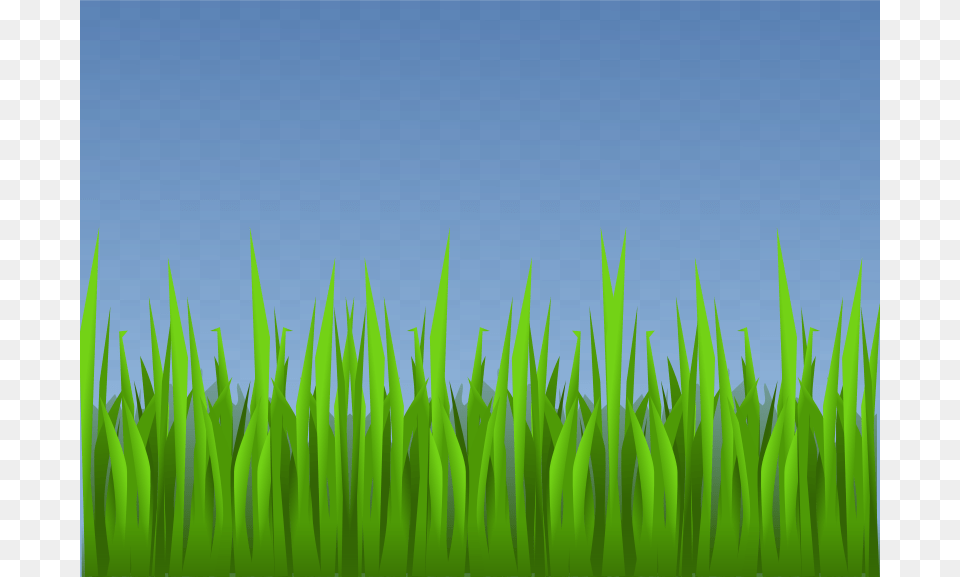 Grass, Green, Lawn, Plant, Vegetation Free Png Download