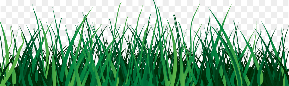 Grass, Green, Lawn, Plant, Vegetation Free Png Download