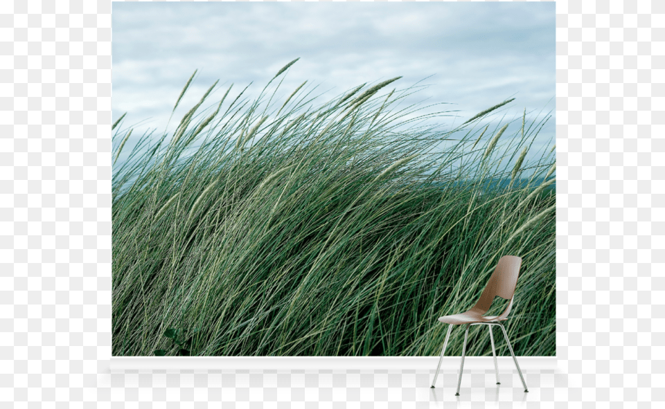 Grass, Chair, Furniture, Plant, Reed Png Image