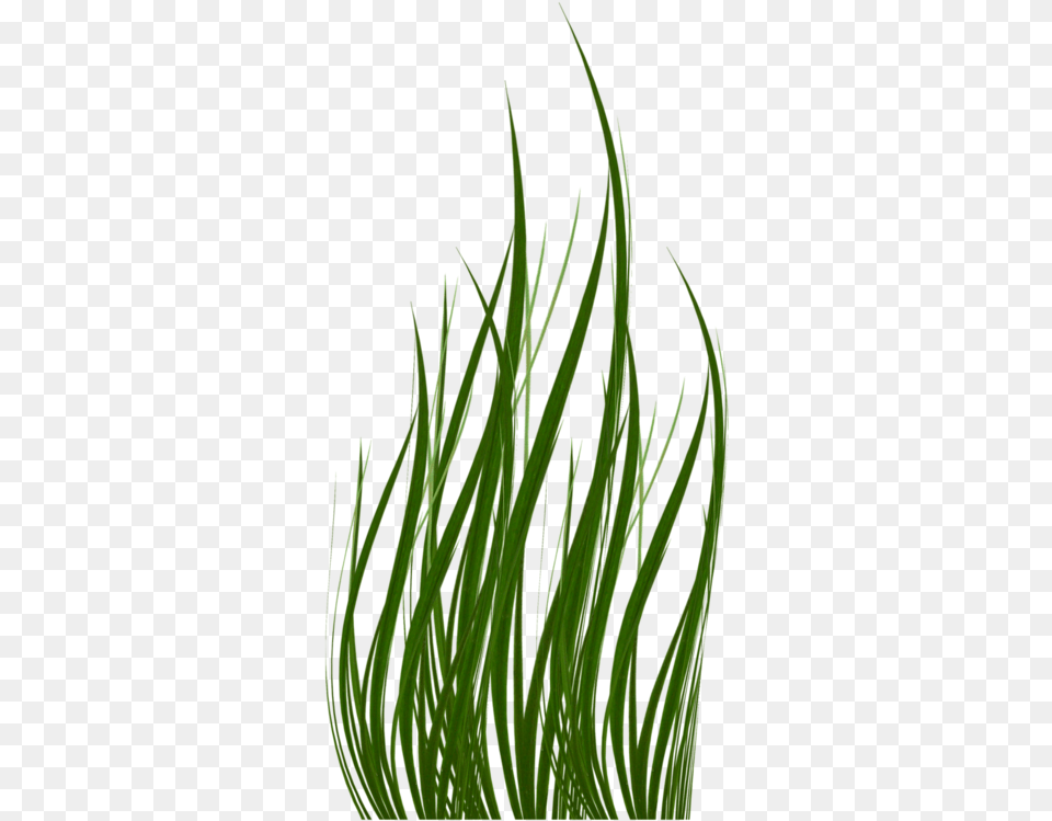 Grass, Plant, Aquatic, Water Png