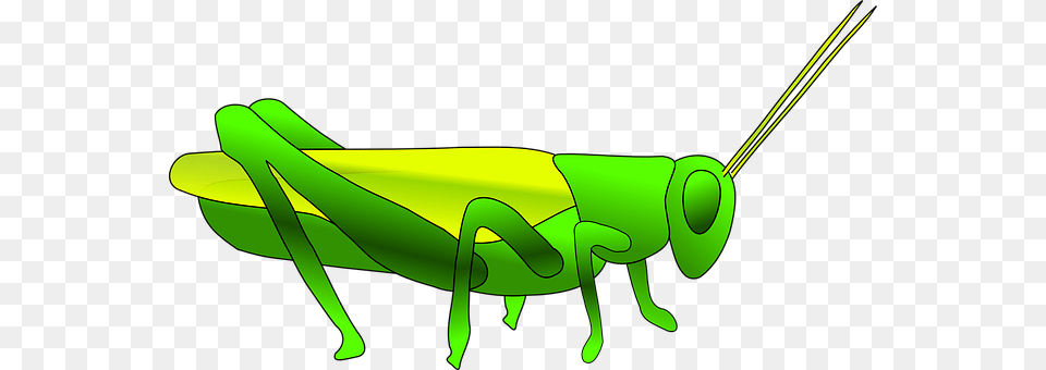 Grass Animal, Grasshopper, Insect, Invertebrate Free Png