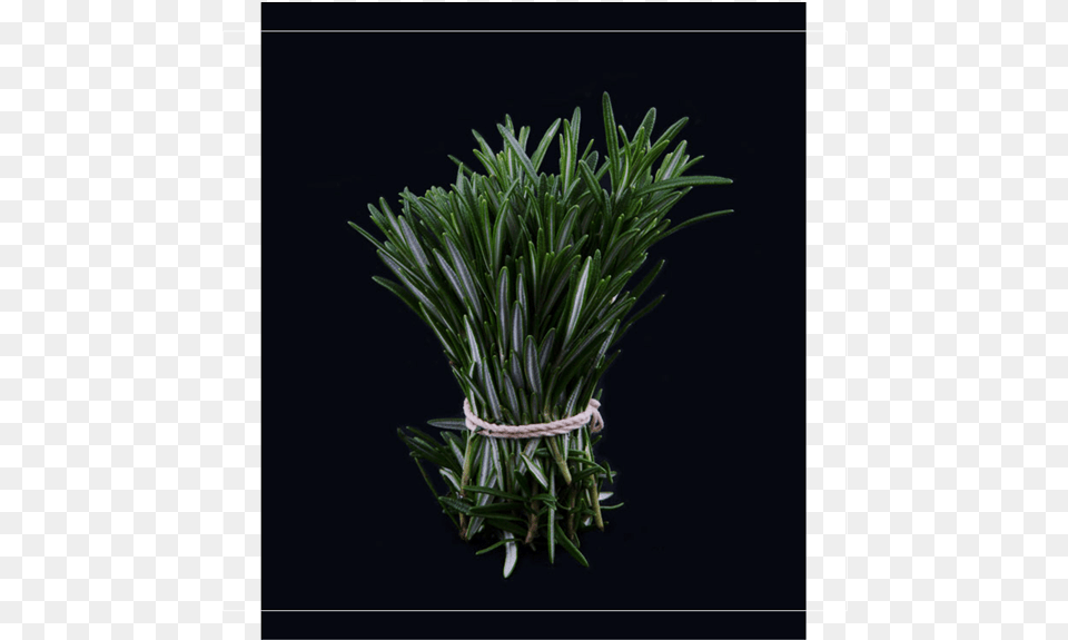 Grass, Tree, Potted Plant, Plant, Herbs Png