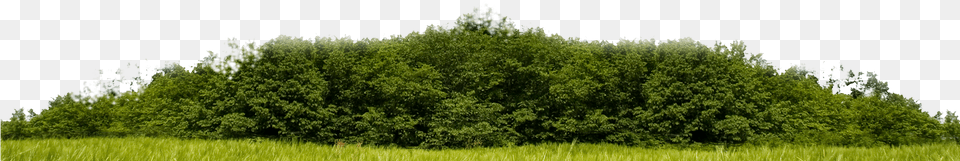 Grass, Vegetation, Tree, Plant, Woodland Png Image