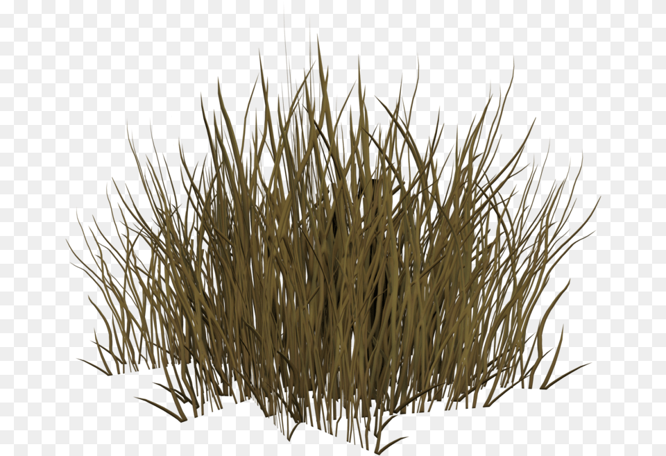 Grass, Plant, Vegetation Png Image