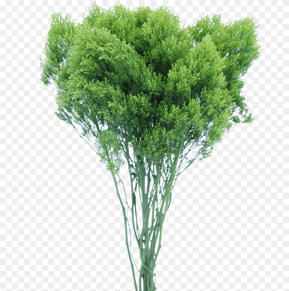 Grass, Plant, Tree, Conifer, Vegetation Png Image