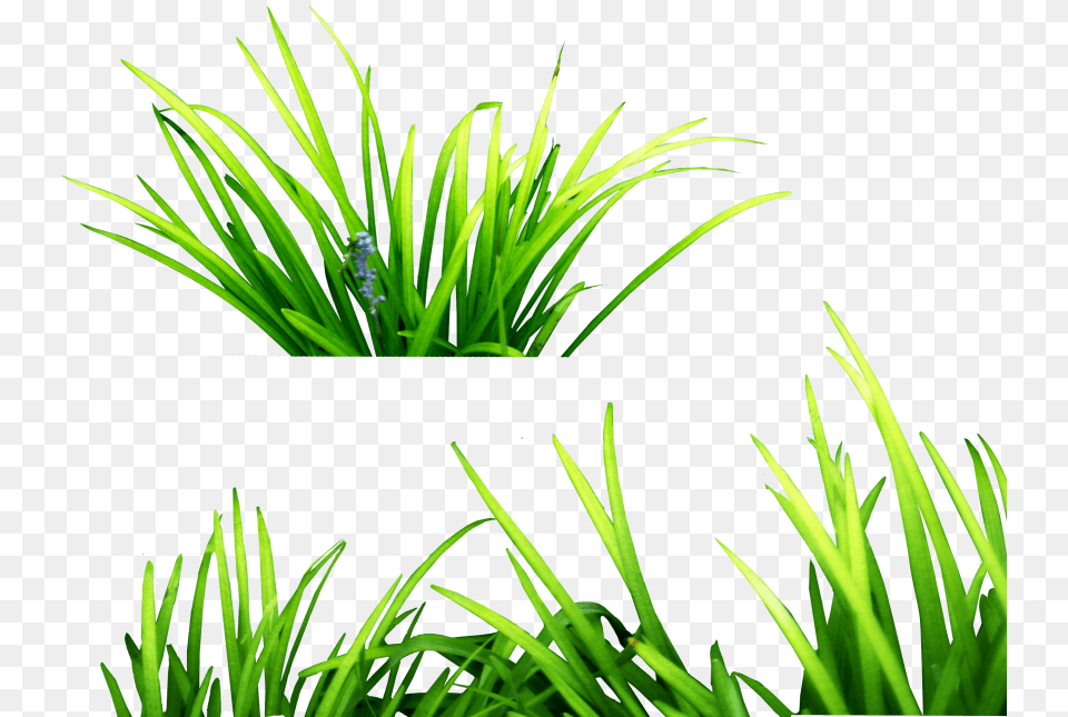 Grass, Aquatic, Moss, Plant, Water Free Png