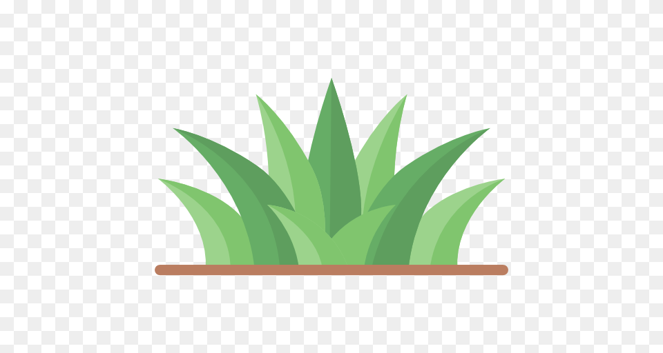 Grass, Leaf, Plant, Potted Plant, Aloe Png