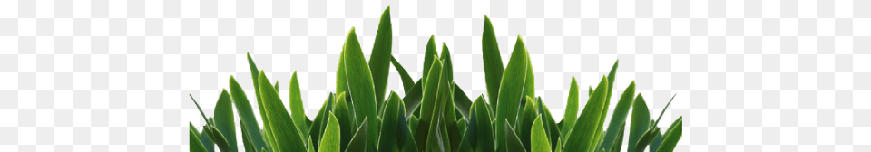 Grass, Green, Lawn, Leaf, Plant Free Png