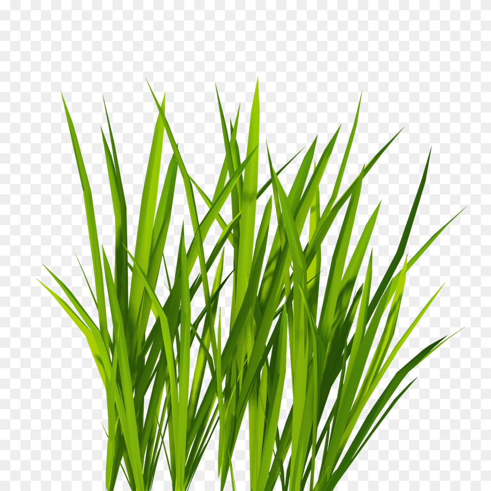 Grass, Green, Plant, Aquatic, Water Png