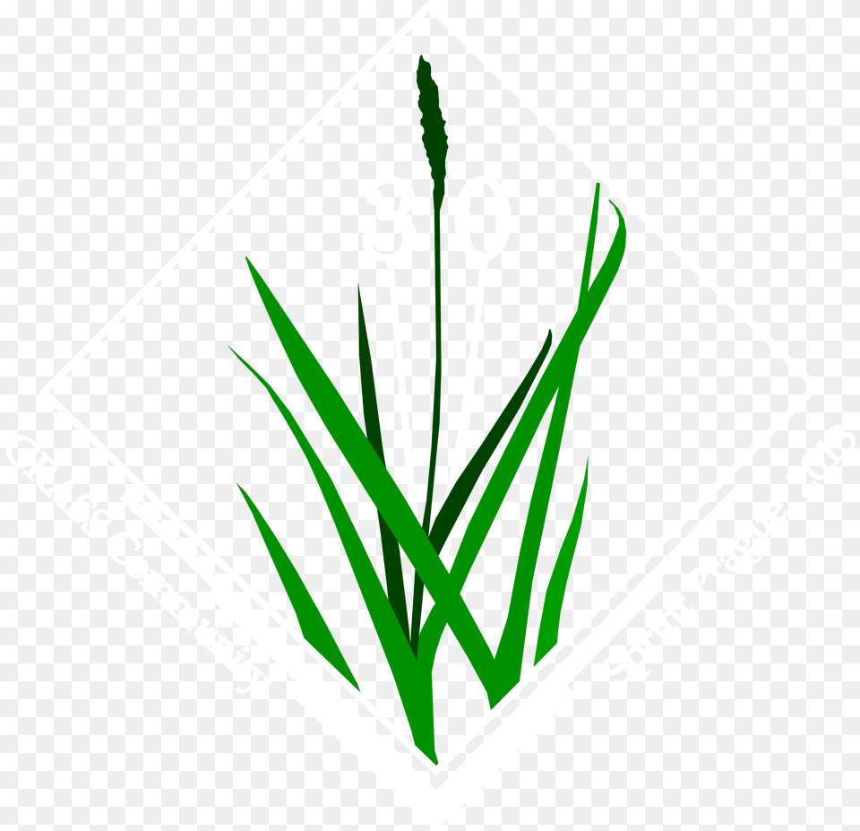 Grass, Plant, Agropyron, Reed, Vegetation Free Png