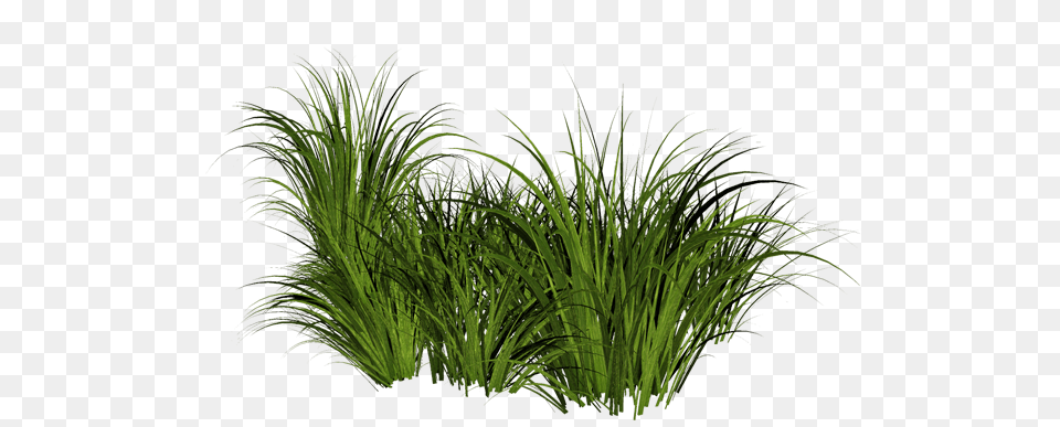 Grass, Plant, Vegetation Free Transparent Png