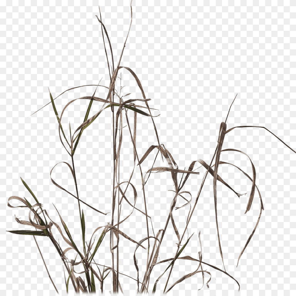 Grass, Plant, Reed, Agropyron Free Png Download