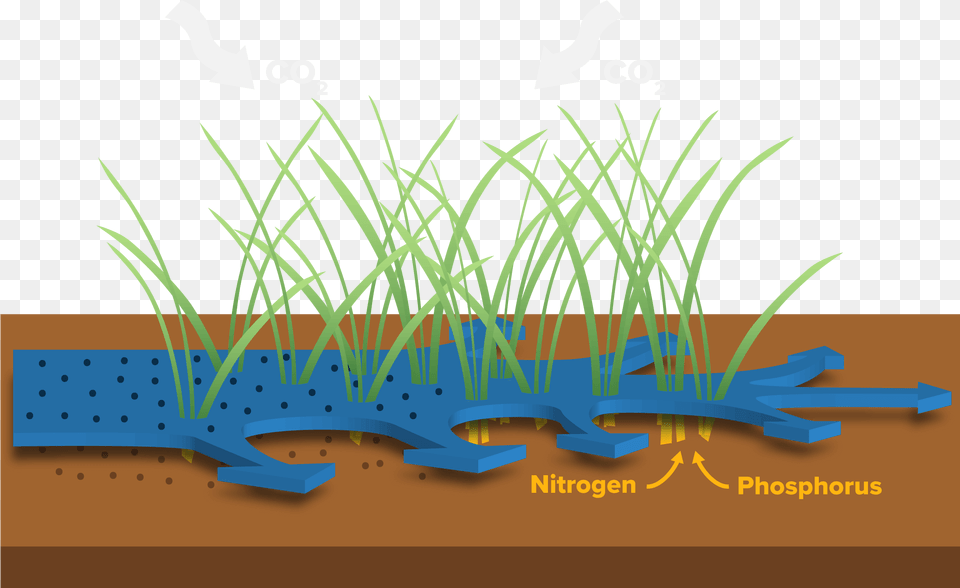 Grass, Plant, Potted Plant Png