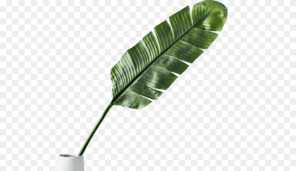 Grass, Leaf, Plant Free Png Download