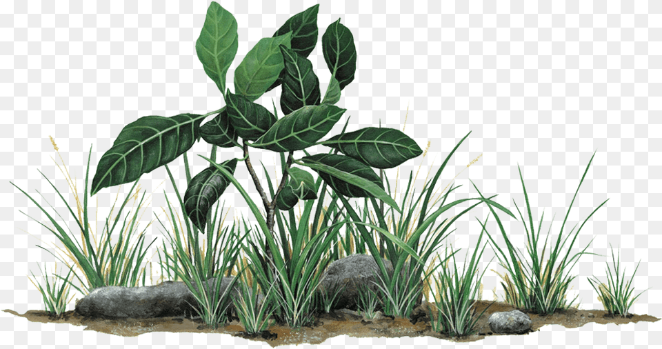 Grass And Rocks Download Jungle Leaves Wall Stickers, Plant, Vegetation, Potted Plant, Agavaceae Png