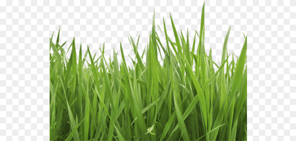 Grass And Sky, Lawn, Plant, Vegetation, Green Free Png