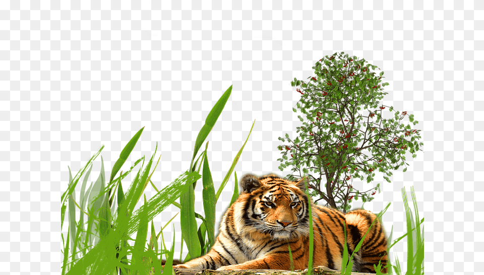 Grass Background, Animal, Mammal, Tiger, Wildlife Png Image