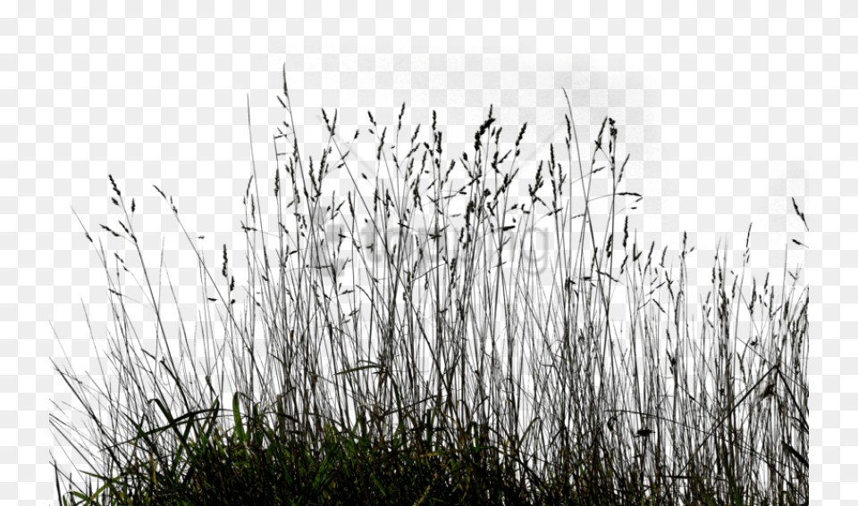 Grass Background Long Grass, Plant, Reed, Silhouette Png